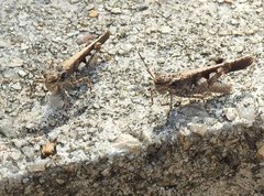 Trilophidia annulata