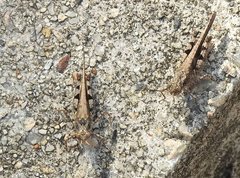 Trilophidia annulata