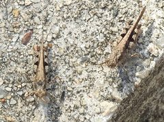 Trilophidia annulata