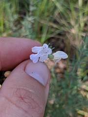 Conradina canescens image