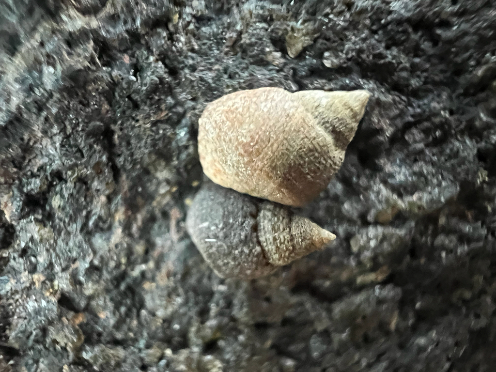 Echinolittorina arabica
