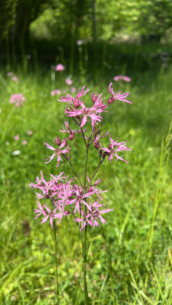 ragged-robin