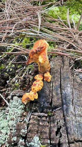 Golden Pholiota