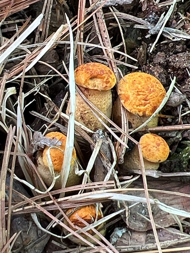 Golden Pholiota