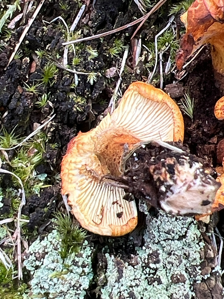 Golden Pholiota