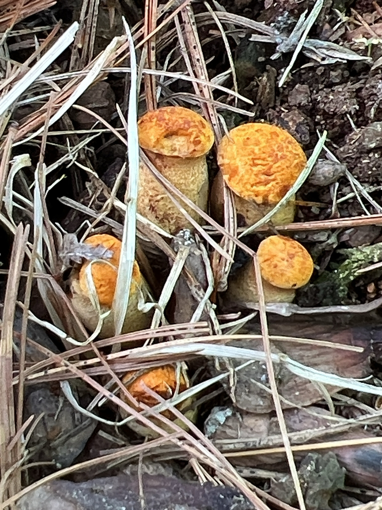 Golden Pholiota