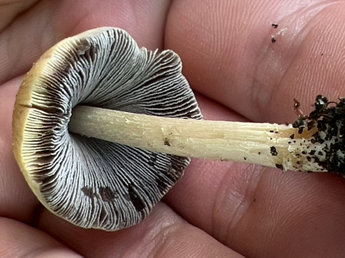 mica cap
