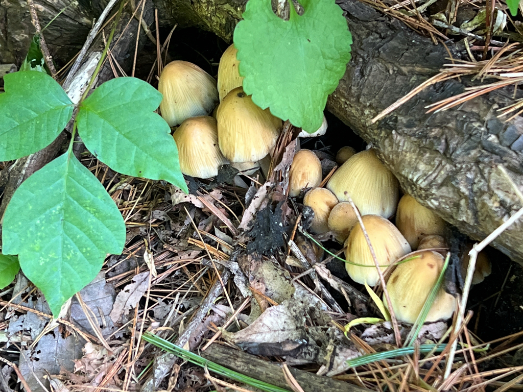 mica cap