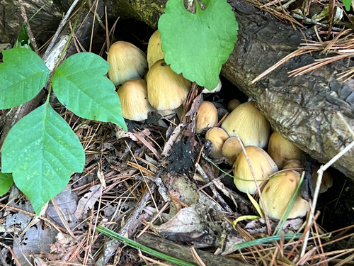 mica cap