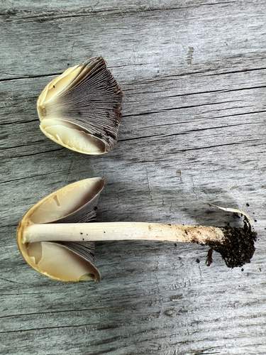 mica cap