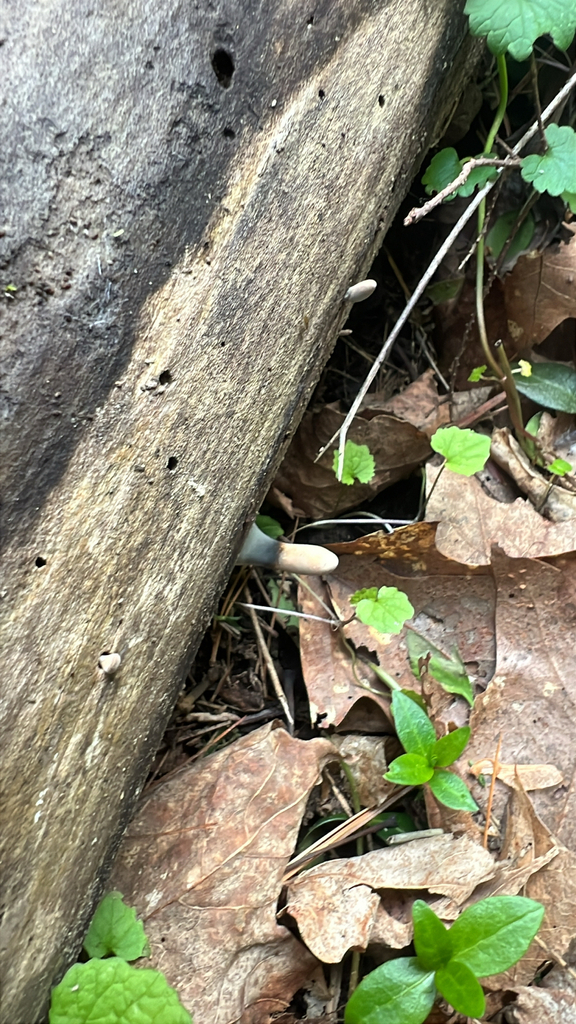 dead man's fingers