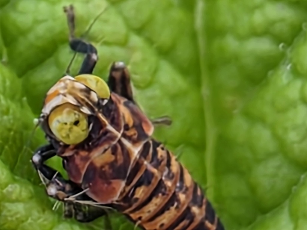 Coppery Leafhopper from Barboursville, Albemarle County, VA, USA on May ...