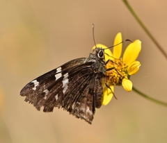 Codatractus arizonensis