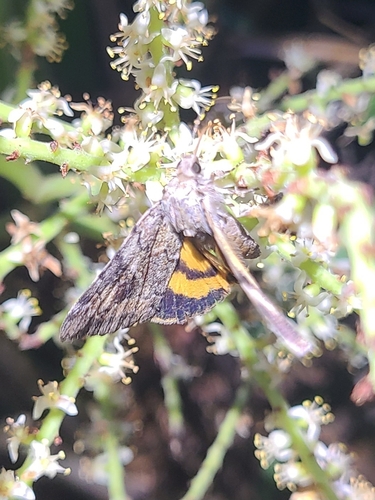 Little Nymph Underwing photo 3