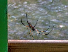 Trichonephila inaurata inaurata