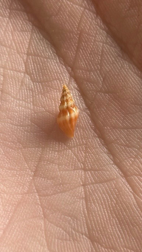 Kurtziella atrostyla
