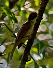 Chlorocichla simplex
