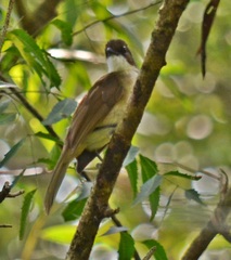 Chlorocichla simplex