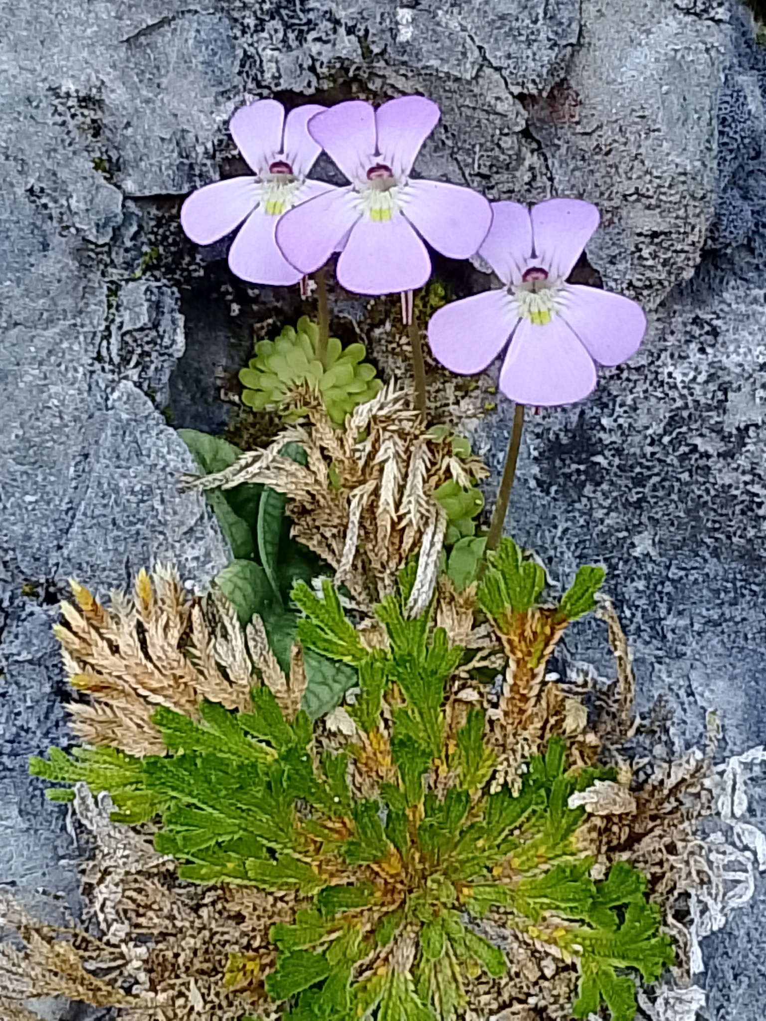 Pinguicula jaumavensis Debbert 2