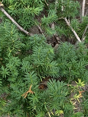 Taxus