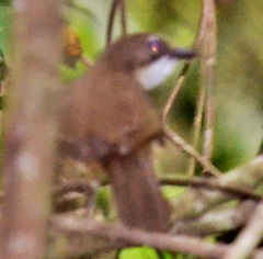 Chlorocichla simplex