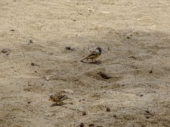 Passer domesticus