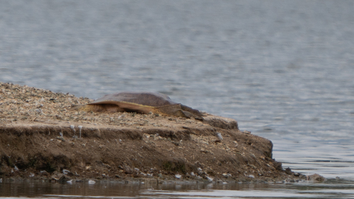iNaturalist observation photo of Spiny Softshell