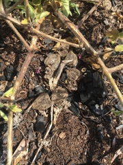 Physalis missouriensis