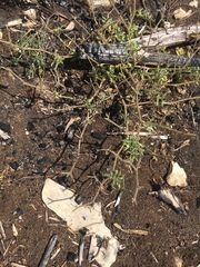 Physalis missouriensis