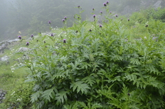 Cirsium alsophilum