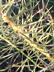 Liatris punctata mucronata