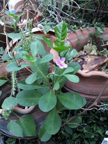Talinum fruticosum iNat (3)