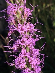 Liatris punctata mucronata