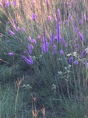 Liatris punctata mucronata