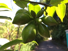 Artabotrys hexapetalus