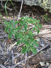 Physalis missouriensis