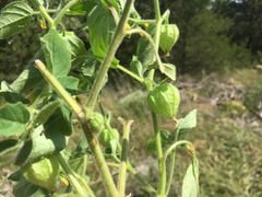 Physalis missouriensis