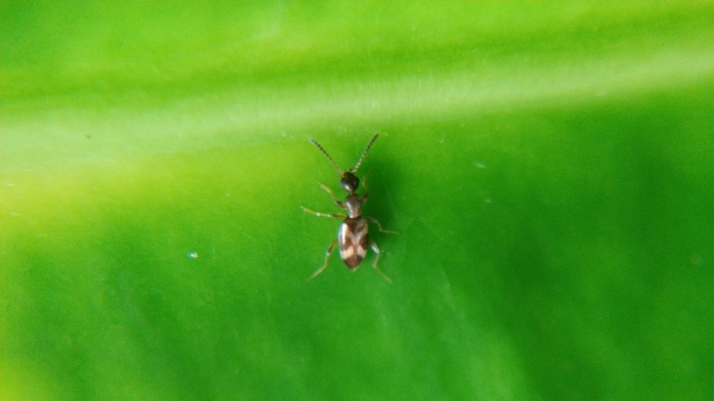 Stenidius