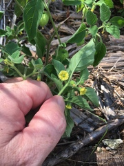 Physalis missouriensis