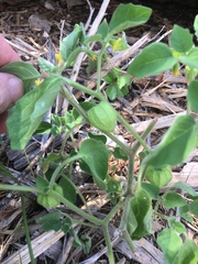 Physalis missouriensis