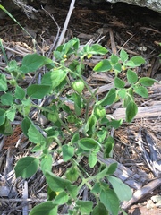 Physalis missouriensis