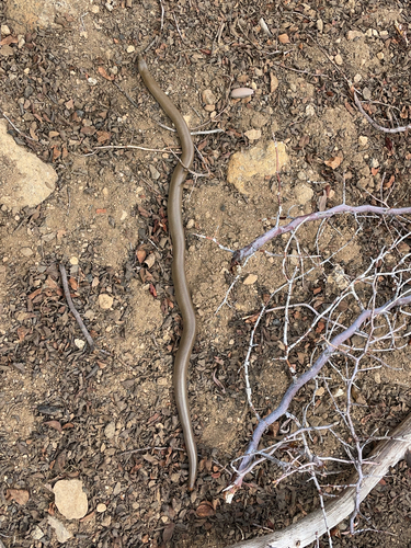 iNaturalist observation photo of Northern Rubber Boa