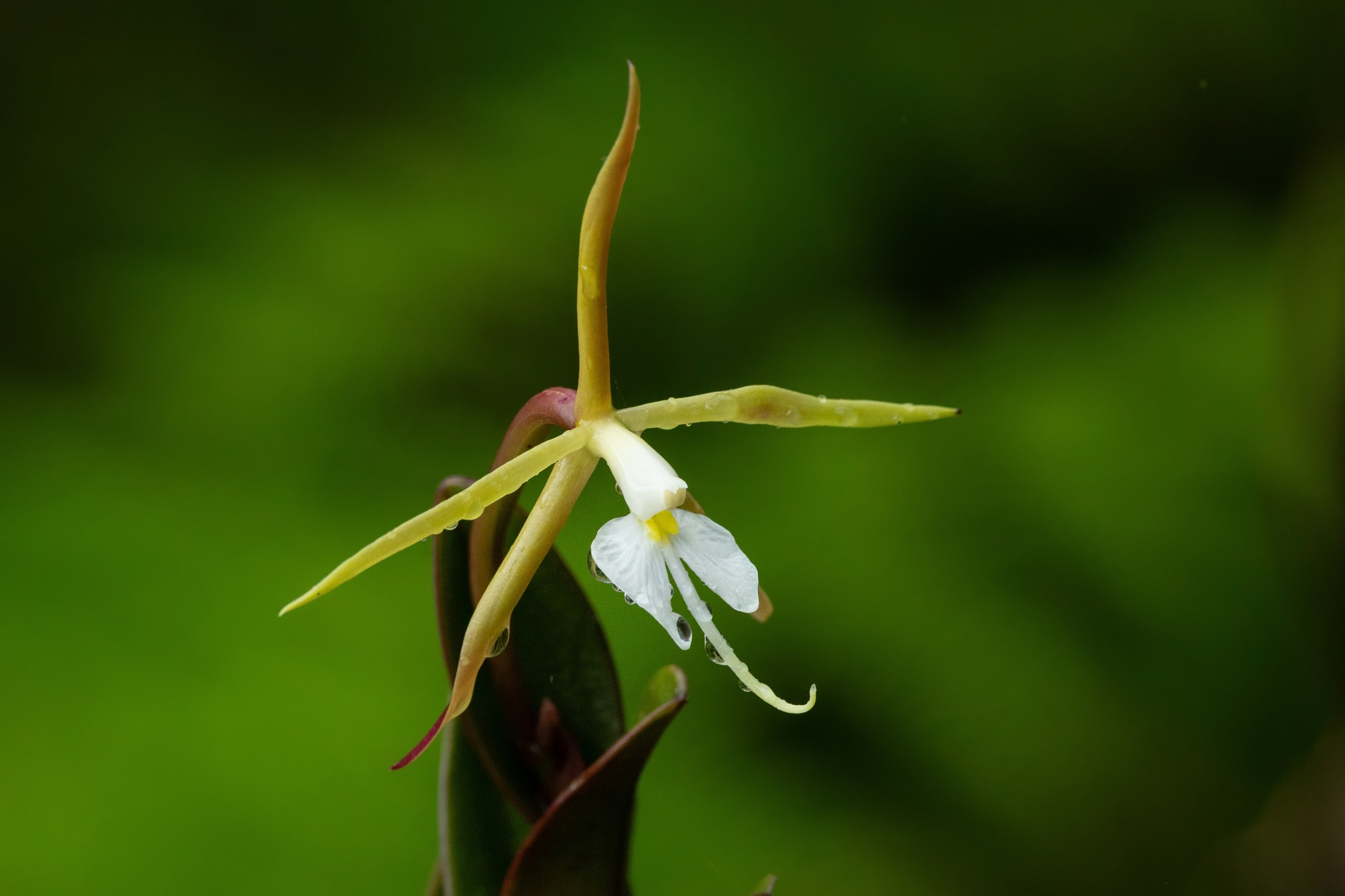 Epidendrum tridens Poepp. & Endl.