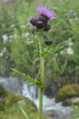 Cirsium alsophilum