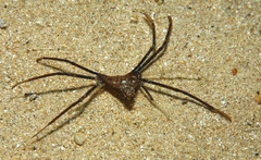 Trigonoplax longirostris