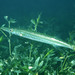 Snook - Photo (c) ronigreer, some rights reserved (CC BY-NC), uploaded by ronigreer