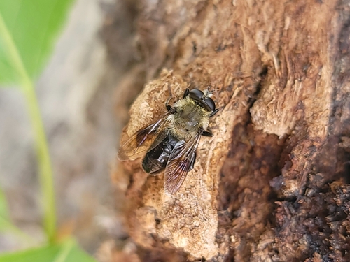 Unknown species found near Meridian, ID 83646, USA