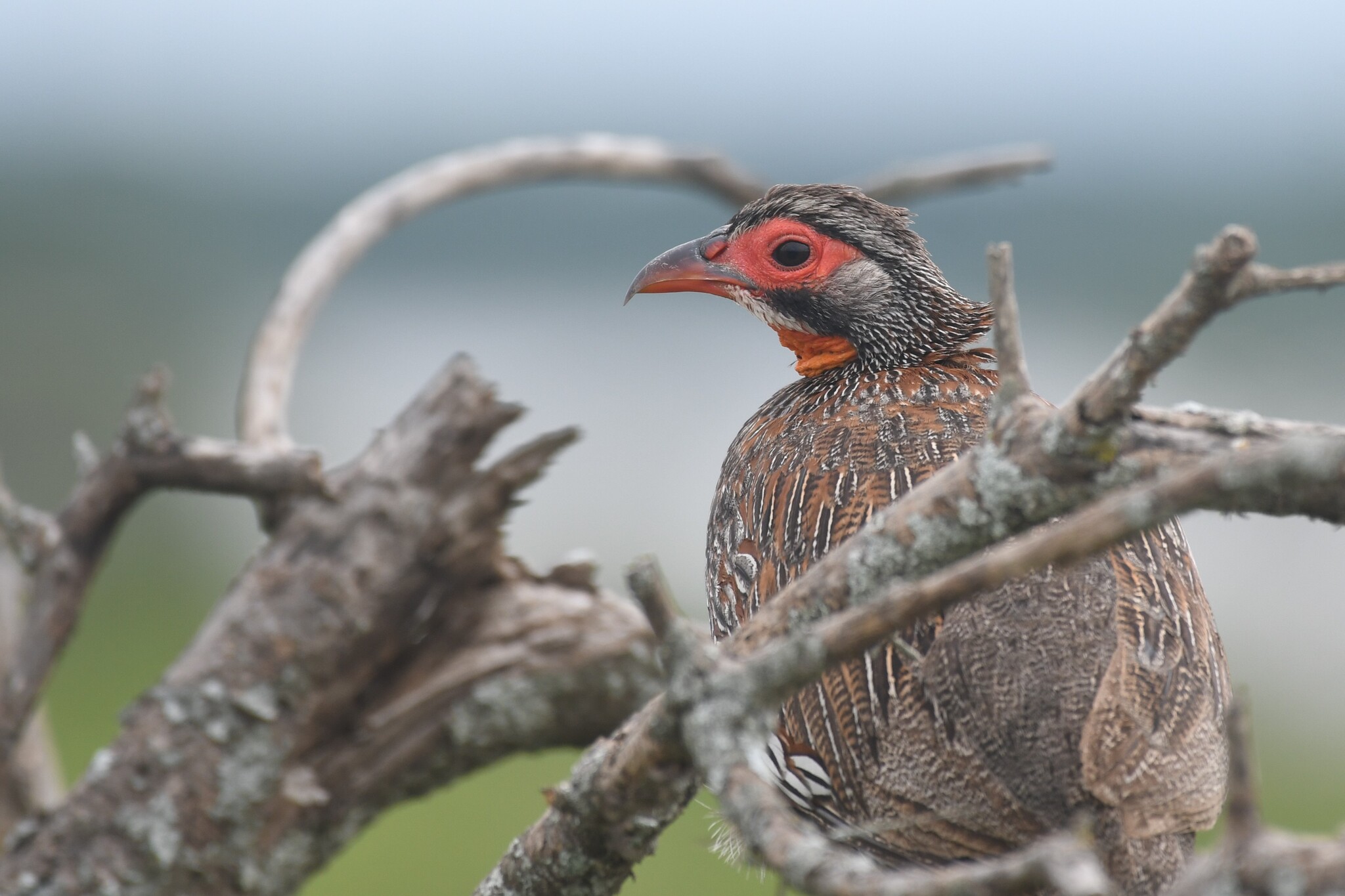 Grey-breasted Spurfowl (Pternistis rufopictus), photo 3