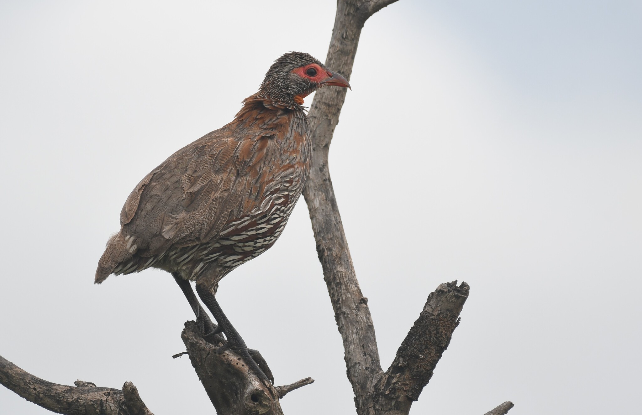 Grey-breasted Spurfowl (Pternistis rufopictus), photo 4
