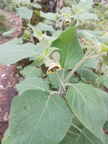 Physalis coztomatl (Physalis coztomatl)